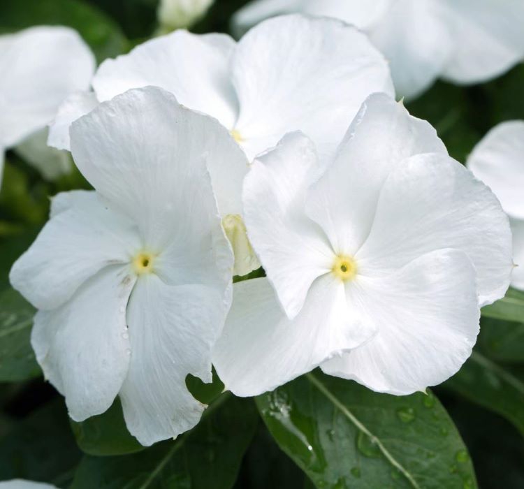 Rozet Çiçeği ( Sarkıcı Çok Geniş Bitki ) Beyaz Renkli - 10 Tohum