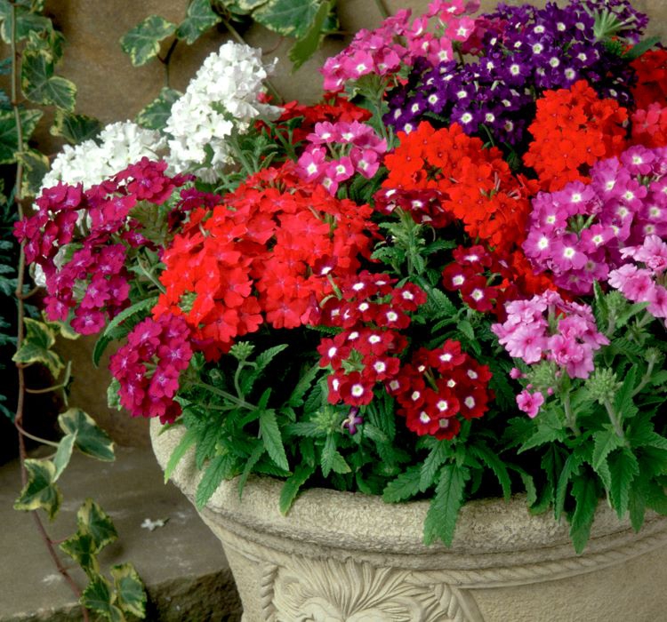 Mine Çiçeği Tohumu ( Yayılıcı Çok Çiçekli ) Karışık Renkli - 8 Tohum