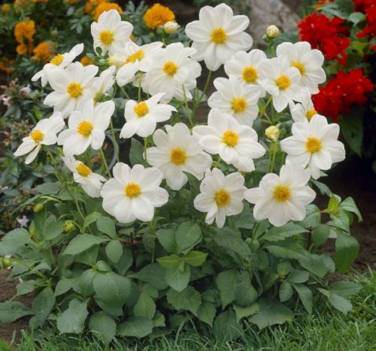 Yıldız Çiçeği Tohumu ( Bodur Çok Çiçekli ) Beyaz Renkli - 10 Tohum