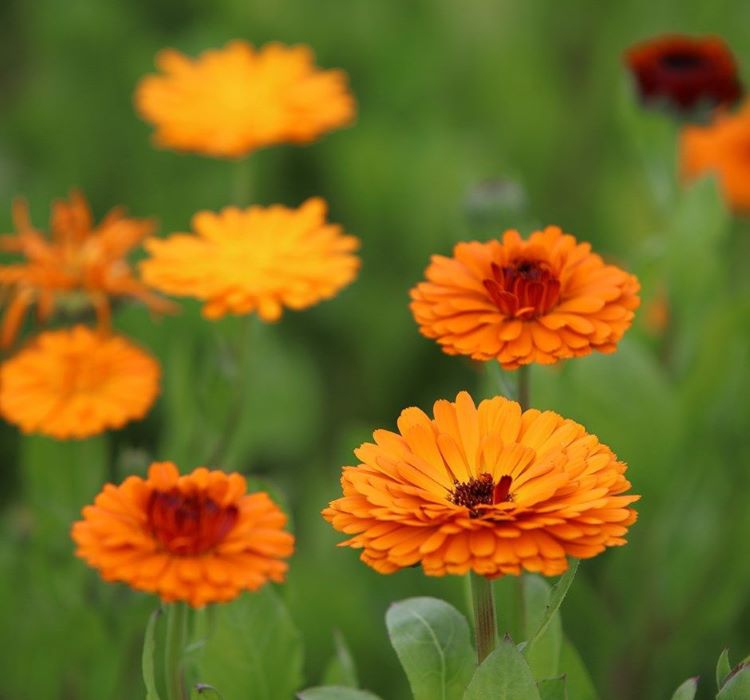 Aynı Sefa Tohumu ( Bon Bon Uzun Boylu ) - Turuncu Renkli - 40 Tohum