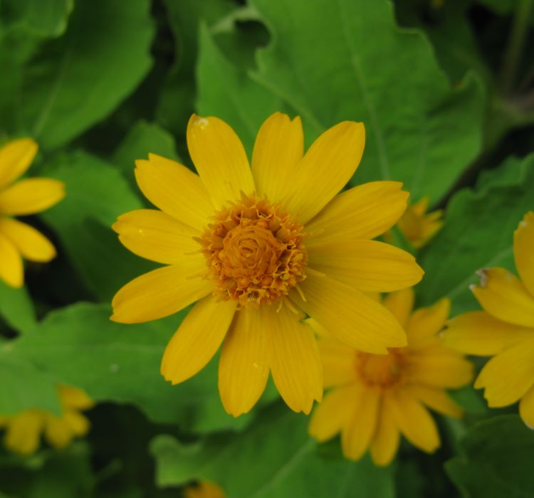 Madalyon Çiçeği Tohumu ( Çok çiçeklenen ) Sarı Renkli - 5 Tohum