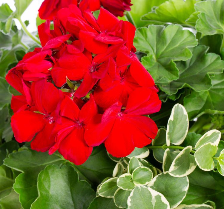 Sardunya Tohumu ( Büyük Çiçek, Kokulu Yaprak ) Kırmızı Renkli - 5 Tohum