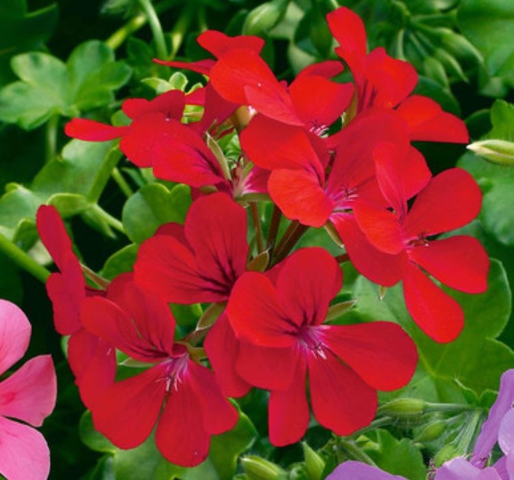 Sakız Sardunya Tohumu - Kırmızı Renkli ( 3 Tohum )