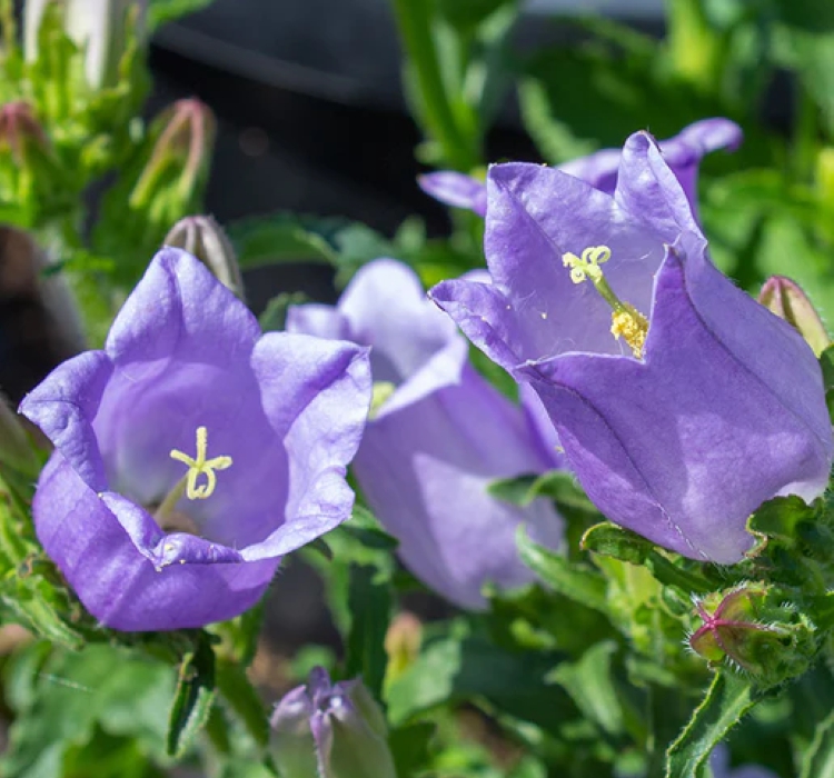 Çan Çiçeği Tohumu ( Mini Maviş ) Leylak Renkli - 5 Tohum