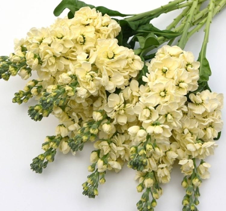 Şebboy Tohumu ( Kokulu Çok Uzun Boylu ) - Sarı Renkli - 10 Tohum