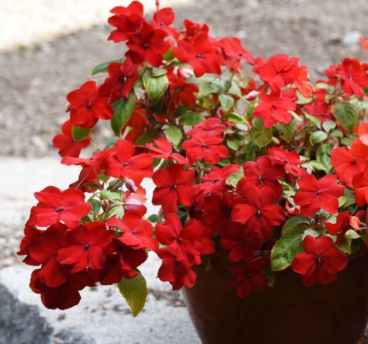 Cam Güzeli Tohumu ( Büyük Çok Çiçekli ) Kırmızı Renkli - 10 Tohum