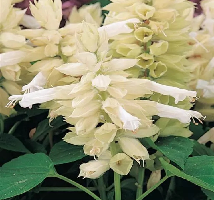 Ateş Çiçeği Tohumu ( Bodur Çok Çiçekli ) Beyaz Renkli - 15 Tohum