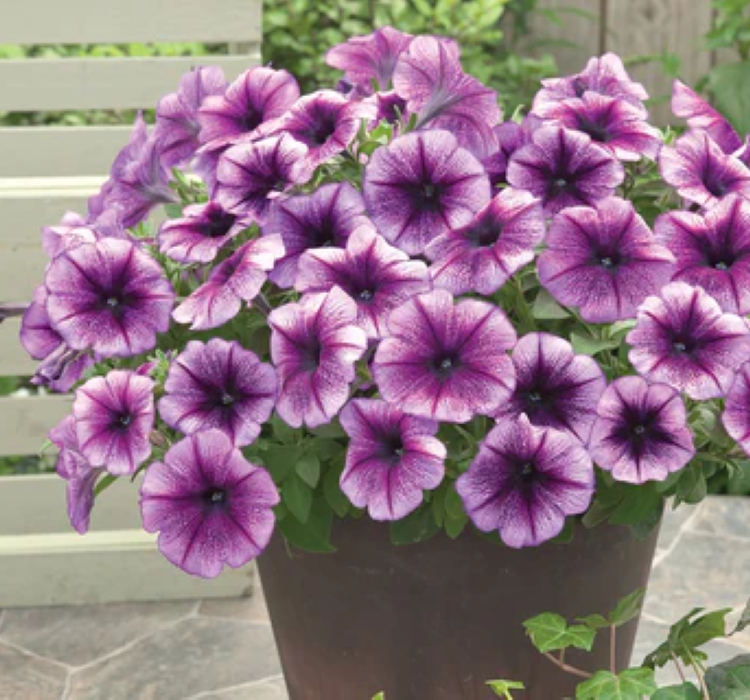 Petunya Çiçeği Tohumu ( İri çiçekli Bodur ) Mavi Damarlı Renkli - 15 Tohum