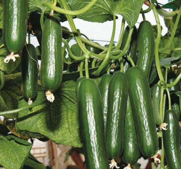 SALATALIK SIRIK ( ÇOKLU TOHUM ) - 20 Adet