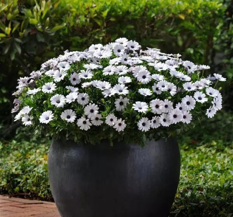 Bodrum Papatyası ( Kalıcı Çok Çiçeklenen ) Beyaz Mor Gözlü Renkli - 5 Tohum