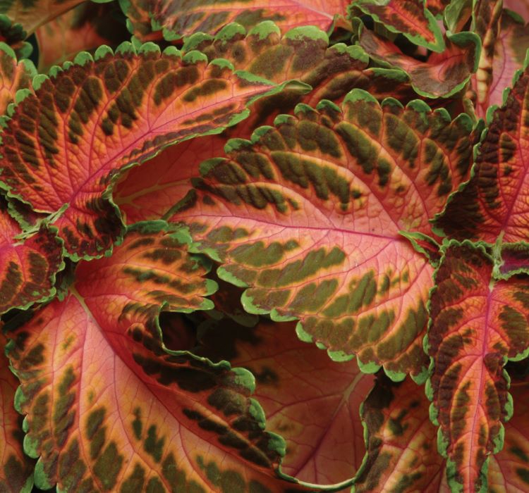 Yaprak Güzeli Tohumu ( Geniş Yaprak ) - Kırmızı Turuncu Renkli - 20 Tohum