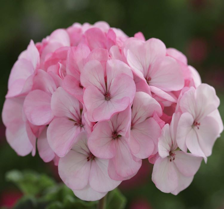 Sardunya Tohumu ( Büyük Top Çiçekli ) Lekeli Pembe Renkli - 5 Tohum