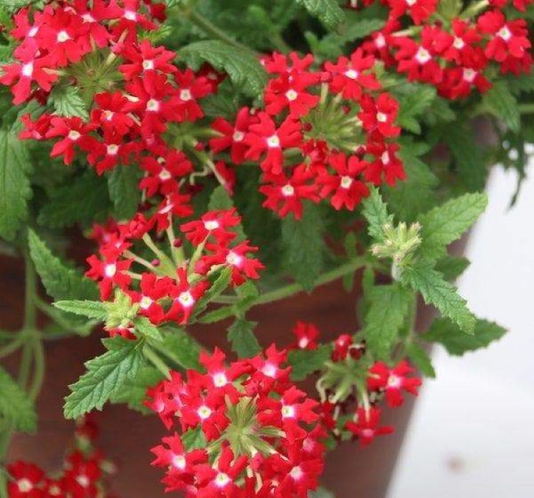 Mine Çiçeği ( Sarkan Çok Dallanan ) Kırmızı Beyaz Nokta Renkli - 10 Tohum