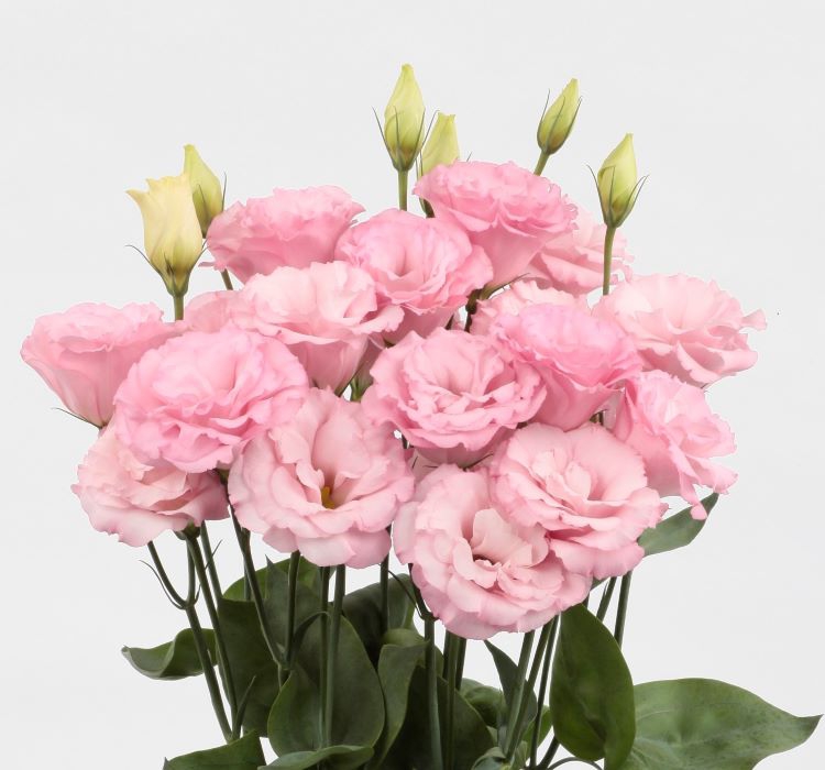 Lisianthus Çiçeği Tohumu ( Katmerli, Bodur ) Pembe Renkli - 5 Tohum