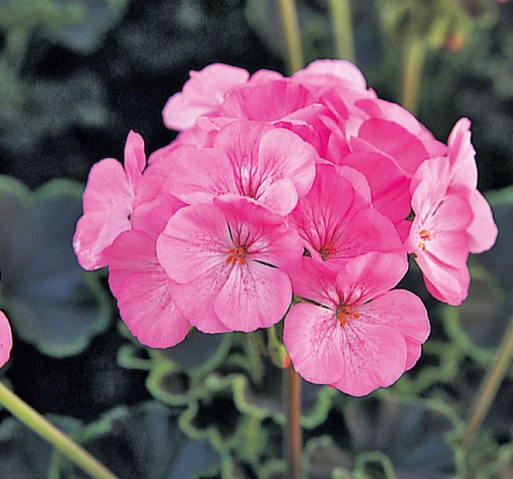 Sardunya Tohumu ( Büyük Çiçek, Kokulu Yaprak ) Pembe Renkli - 5 Tohum