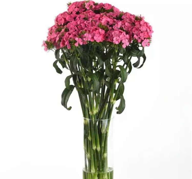 Karanfil Tohumu ( Çok Uzun ve Tek Kat Çiçek )  - Pembe Renkli - 5 Tohum