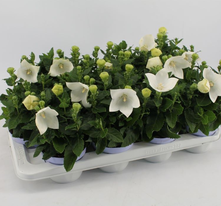 Balon Çiçeği Tohumu ( Büyük Çan Çiçeği ) Beyaz Renkli - 5 Tohum