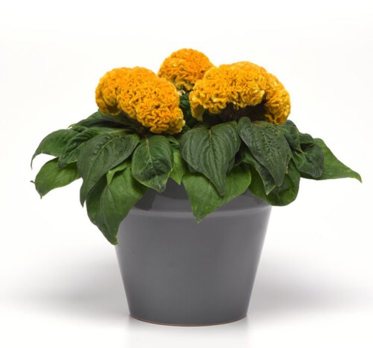 Horoz İbiği Balta Tohumu Japon - Sarı Renkli ( 20 Tohum )