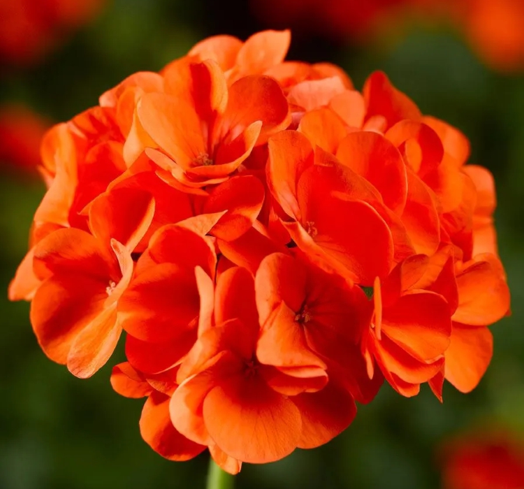 Sardunya Tohumu ( Büyük Çiçek, Kokulu Yaprak ) Turuncu Renkli - 5 Tohum