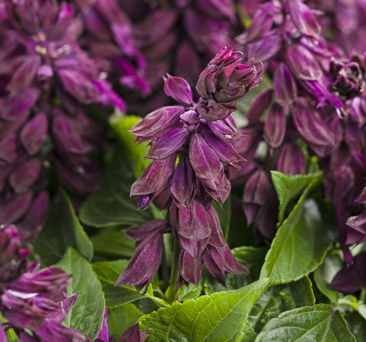 Ateş Çiçeği Tohumu ( Bodur Çok Çiçekli ) Mor Renkli - 15 Tohum