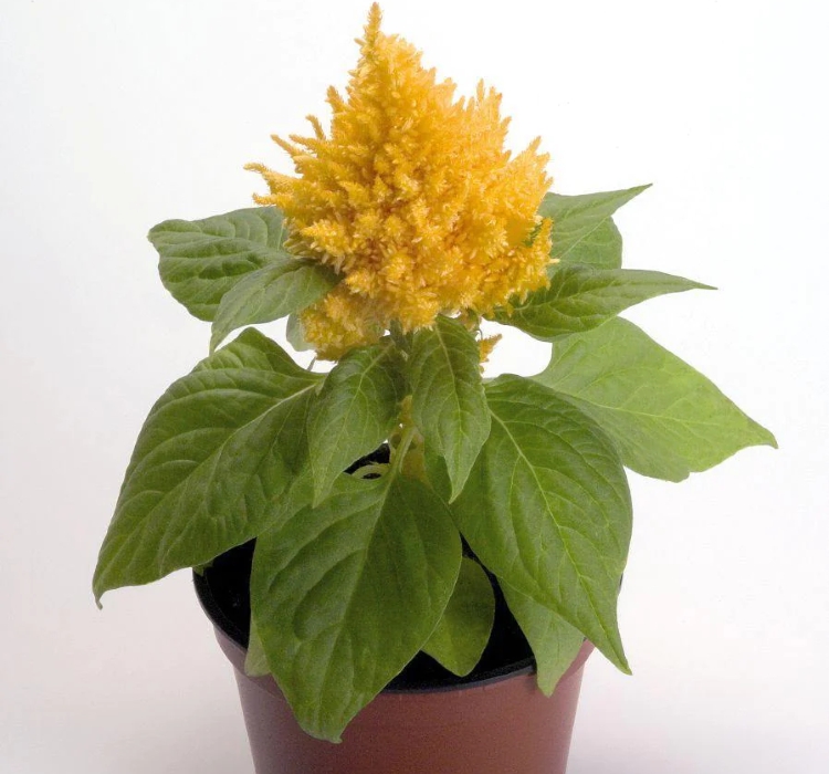 Horoz İbiği Tohumu ( Tüy Uzun Boylu ) - Sarı Renkli - 40 Tohum