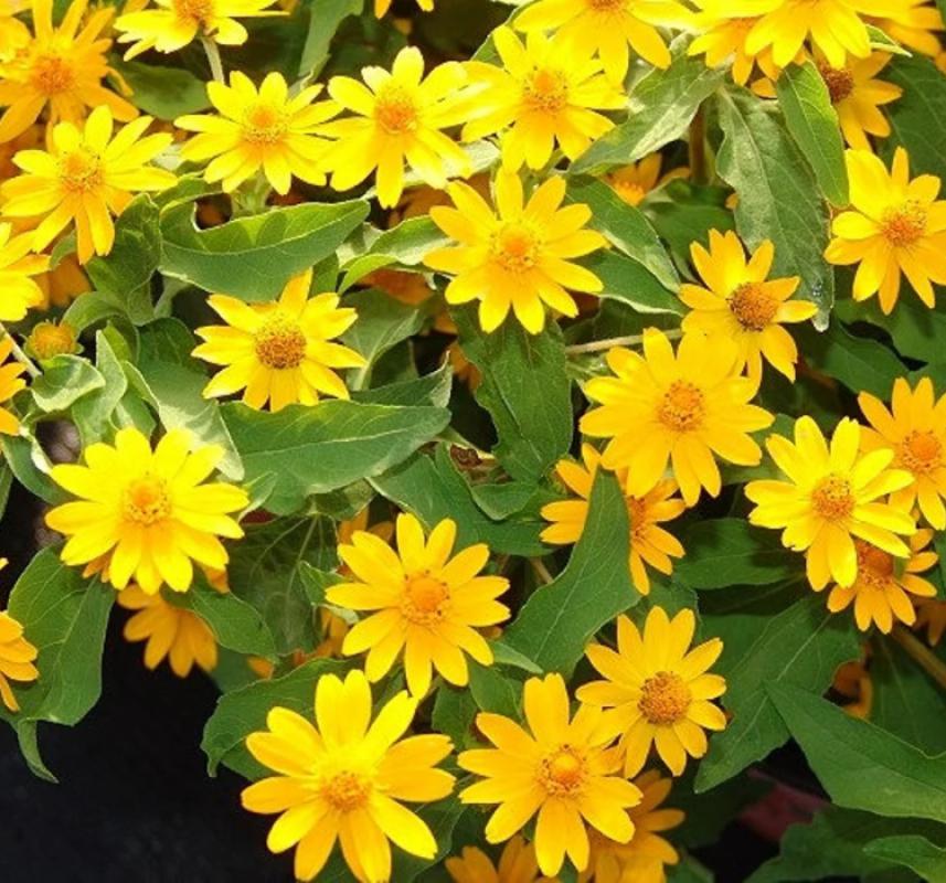 Madalyon Çiçeği Tohumu ( Çok çiçeklenen ) Sarı Renkli - 5 Tohum