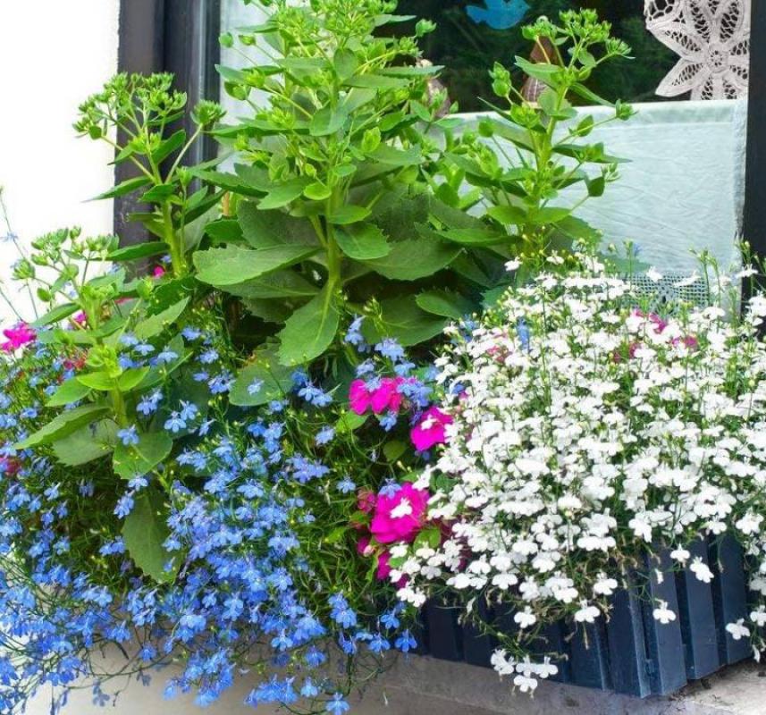 Lobelya Tohumu ( Çok çiçekli ) - Beyaz Renkli - 10 Tohum