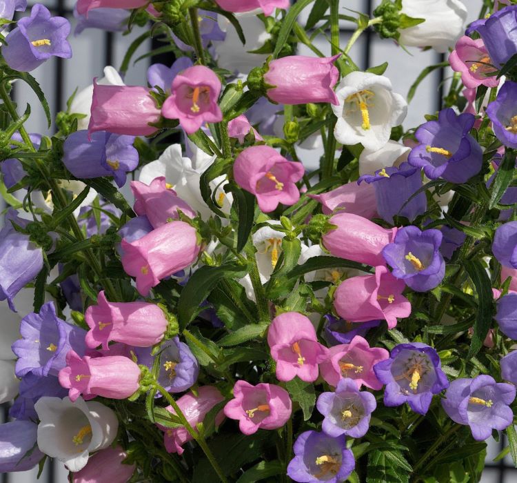 Çan Çiçeği Tohumu ( Mini Maviş ) Leylak Renkli - 5 Tohum