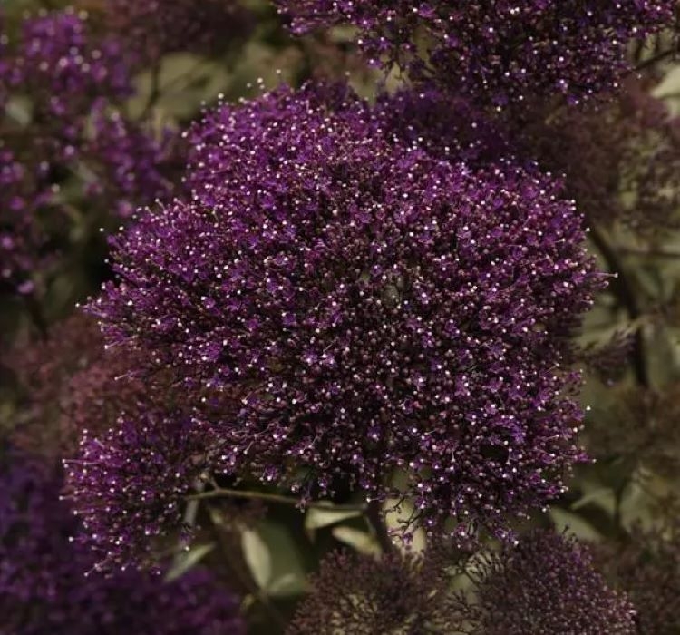 Trakelyum Tohumu ( Uzun boylu Kesmelik ) - Mor Renkli - 5 Tohum