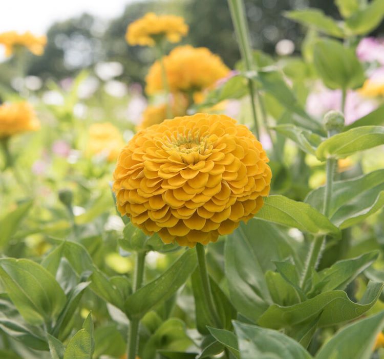 Zinnia - Kirli Hanım Tohumu ( Dev çiçekli, Uzun Boylu ) - Sarı Renkli - 5 Tohum