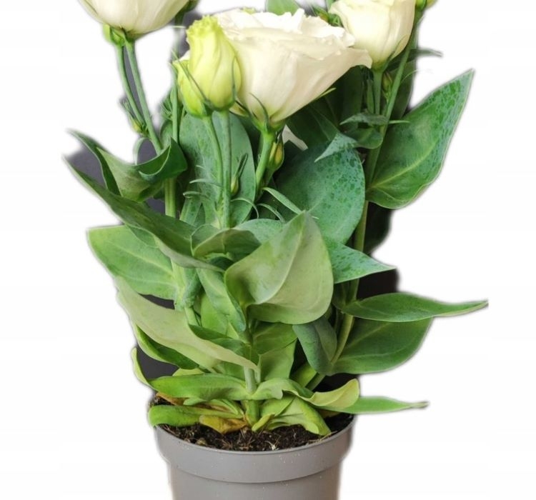 Lisianthus ( Lale Gül ) Julyet Serisi - BEYAZ ( 5 Tohum )