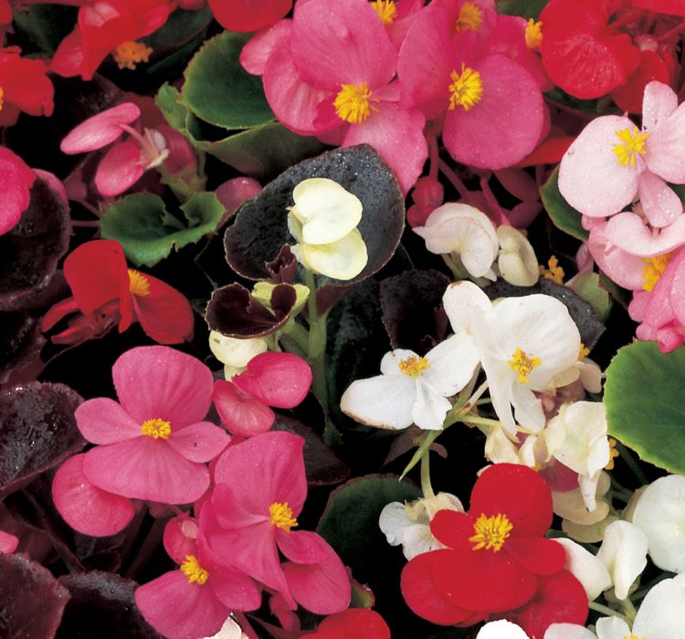 Begonya Tohumu ( Şeker - Kırmızı Yaprak ) Karışık Renkli - 40 Tohum