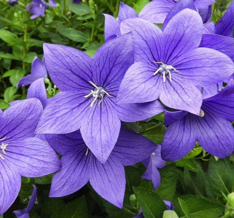 Balon Çiçeği ( Katmerli ) Mavi Renkli - 5 Tohum