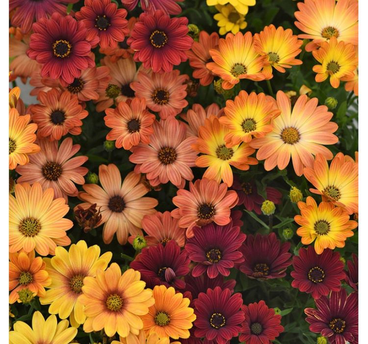 Bodrum Papatyası ( Kalıcı Çok Çiçeklenen ) Turuncu, Kırmızı Renkli - 5 Tohum