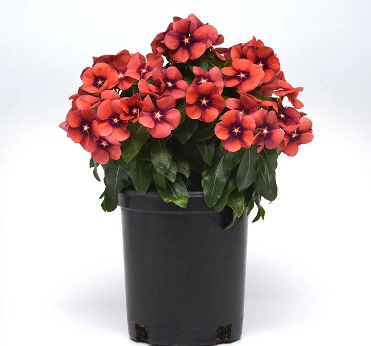 Rozet Çiçeği Tohumu Tattoo Serisi - Turuncu Siyah Renkli ( 5 Tohum )