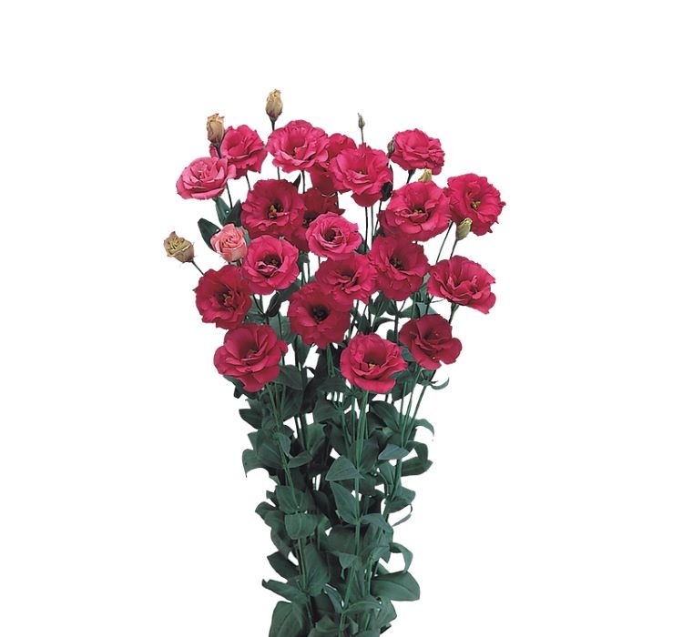 Lisianthus ( Lale Gül ) Gelin Buketi Serisi - KIRMIZI ( 5 Tohum )