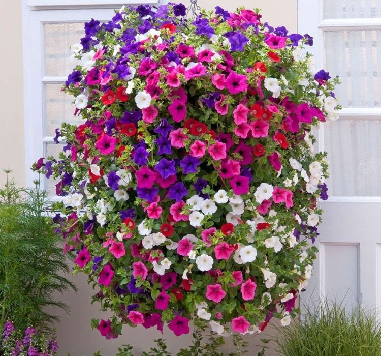 PETUNYA ( ÇOKLU TOHUM ) - 80 Tohum - KARIŞIK Renk