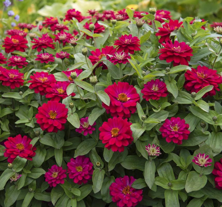 Kirli Hanım ( Zinnia İri Çiçek ) Kırmızı Beyaz Renkli - 5 Tohum