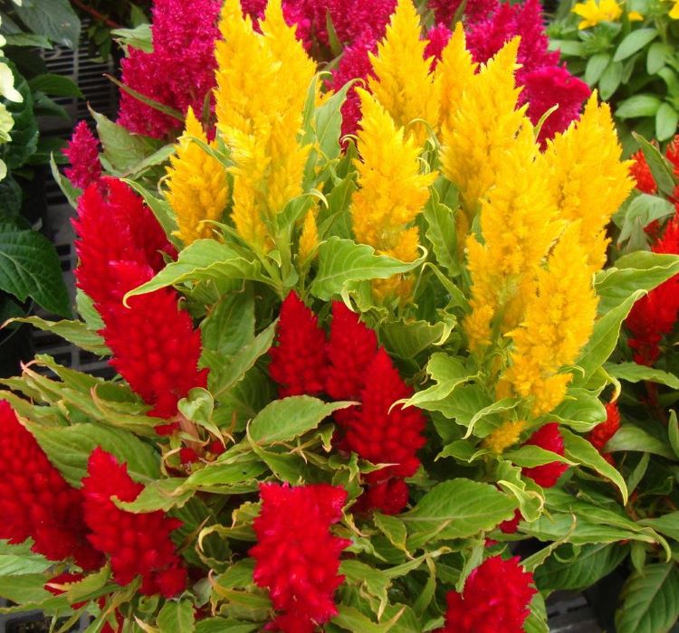 Horoz İbiği Tohumu ( Püskül ) Karışık Renkli - 20 Tohum