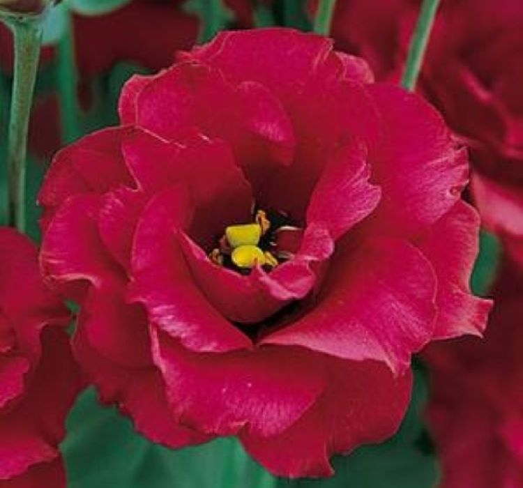 Lisianthus ( Lale Gül ) Gelin Buketi Serisi - KIRMIZI ( 5 Tohum )