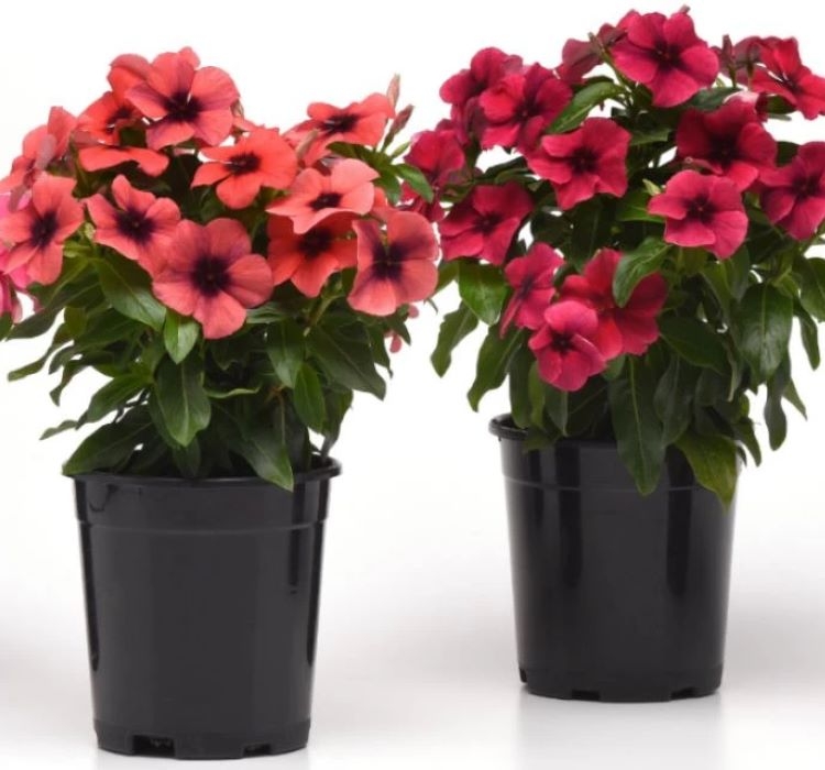 Rozet Çiçeği Tohumu Tattoo Serisi - Turuncu Siyah Renkli ( 5 Tohum )