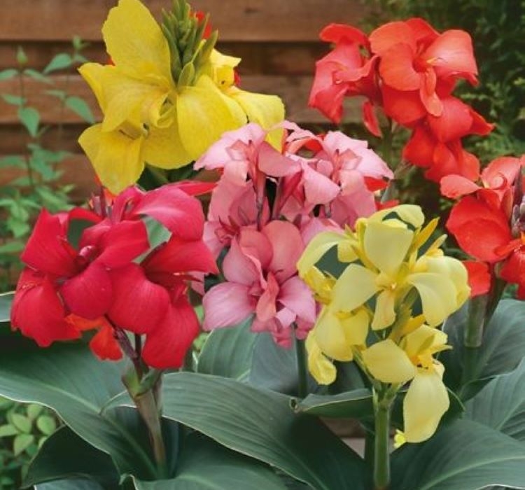 CANNA - TESBİH ÇİÇEĞİ - KARIŞIK ( 5 Tohum )