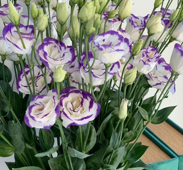 Lisianthus ( Lale Gül ) Gelin Buketi Serisi - MAVİ NOKTA ( 5 Tohum )
