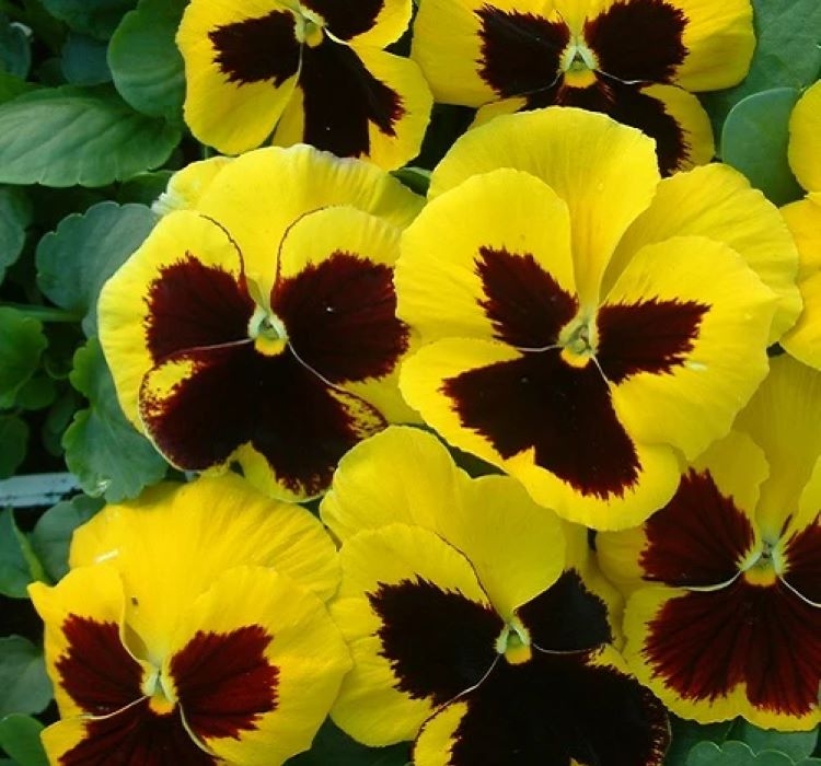 Hercai Menekşe Tohumu Katlı - Sarı Siyah Renkli ( 10 Tohum )