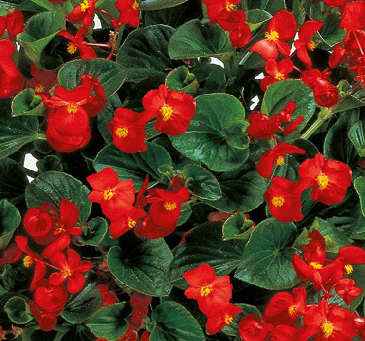 Şeker Begonya Tohumu Banga - Kırmızı Renkli ( 20 Tohum )