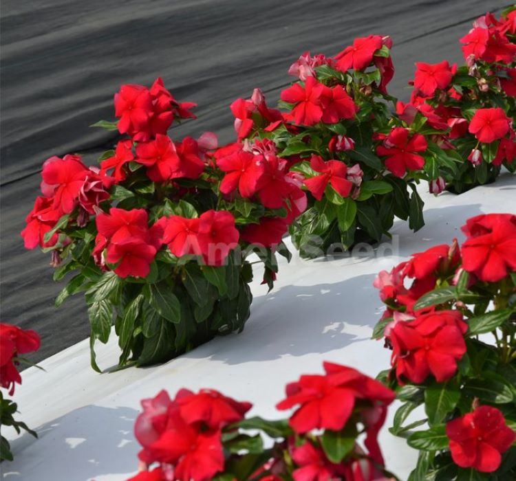 Rozet Çiçeği ( Çok Çiçekli Çok Dallanan ) Gerçek Kırmızı Renkli - 15 Tohum