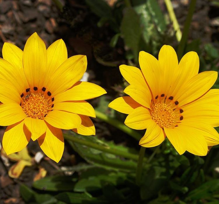 Gazanya Çiçeği Tohumu ( Büyük Çiçek Kalıcı ) Sarı Renkli - 8 Tohum