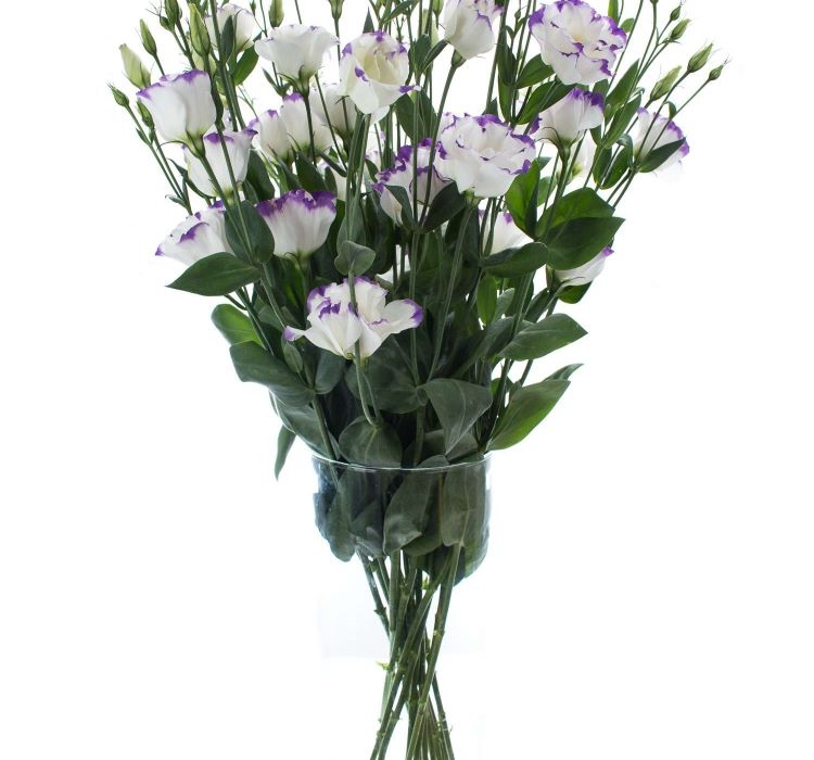 Lisianthus ( Lale Gül ) Gelin Buketi Serisi - MAVİ NOKTA ( 5 Tohum )