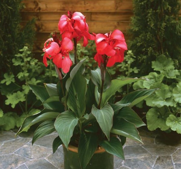 Canna - Tesbih Çiçeği - KIRMIZI ( 1 Tohum )