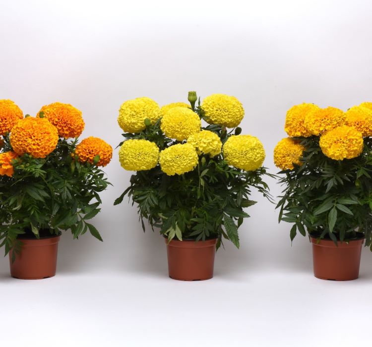 Kadife Çiçeği ( Marigold Büyük Çiçek ) Sarı Renkli - 10 Tohum